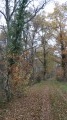 La forêt traversée par le GR3C La forêt traversée par le GR3C