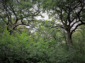 la forêt