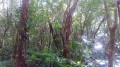 La forêt