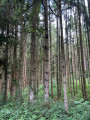 La forêt