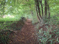 La Forêt