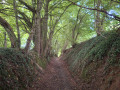 La Forêt