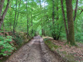 La Forêt
