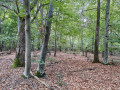 The forest