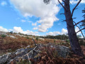 The forest