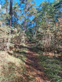 The forest