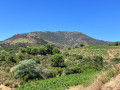 La garrigue et la Tour Madeloc