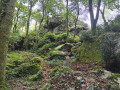 Bois des Roches depuis Rocheville Bois des Roches depuis Rocheville