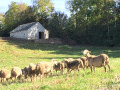 La jasse de Jousépet
