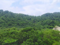 La jungle de Tayrona vue de l'extérieur
