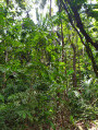 La jungle de Tayrona vue de l'intérieur