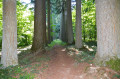 L'Arboretum de Vendresse, la Ligne aux Sapins et les sources du Cogneux