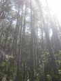 la magnifique forêt de pins la magnifique forêt de pins