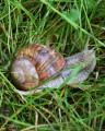Escargot