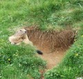 La marmotte du Pas des Chattons