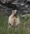 La marmotte pose pour les touristes