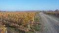 Vignes et patrimoine à Vernou-sur-Brenne