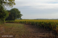 La mer des vignes