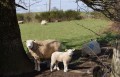 La mère et son petit