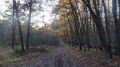 La mixité des essences du bois de Bucy