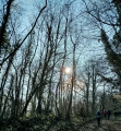 la montée du bois