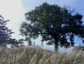 La motte castrale