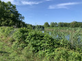 La Nive par dessus les taillis