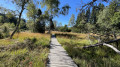 La passerelle sur la tourbière du lac Luitel La passerelle sur la tourbière du lac Luitel