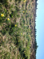 la période des Jonquilles