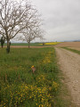 La plaine au sud de Pajay