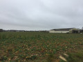 La plaine à proximité de Cairon