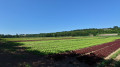La plaine maraîchère