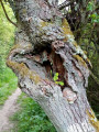 la pousse dans l'arbre