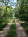 Forêt de Tronçais Forêt de Tronçais