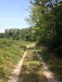 Forêt de Tronçais