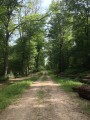 Forêt de Tronçais Forêt de Tronçais