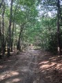 Le Puy Aigu en Forêt de Tronçais