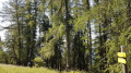 La redéscente dans la forêt La redéscente dans la forêt