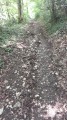 La rentrée dans le bois