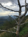 La Rhune à travers un arbre fantomatique