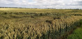 La riche plaine agricole hesbignone