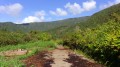 La Route Forestière 60 des Goyaves