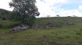 Ruine et vaches