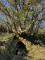 La source naturelle