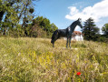 La statue du Cheval La statue du Cheval