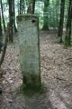 Forêt de l'Hermitain à La Couarde