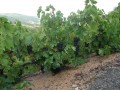la taille en gobelet