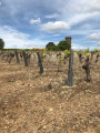 La Sèvre, ses côteaux et moulins entre Vertou et La Haye-Fouassière