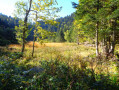 La tourbière de Gaschneyried La tourbière de Gaschneyried