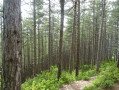 la traversé d'un sous bois aux arbres se dressant bien droit